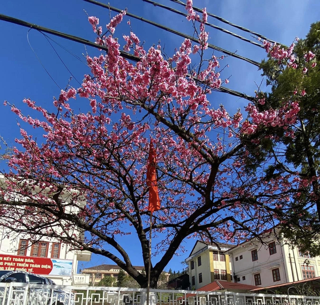 Hoa anh đào khoe sắc rực rỡ bên bờ hồ Sa Pa