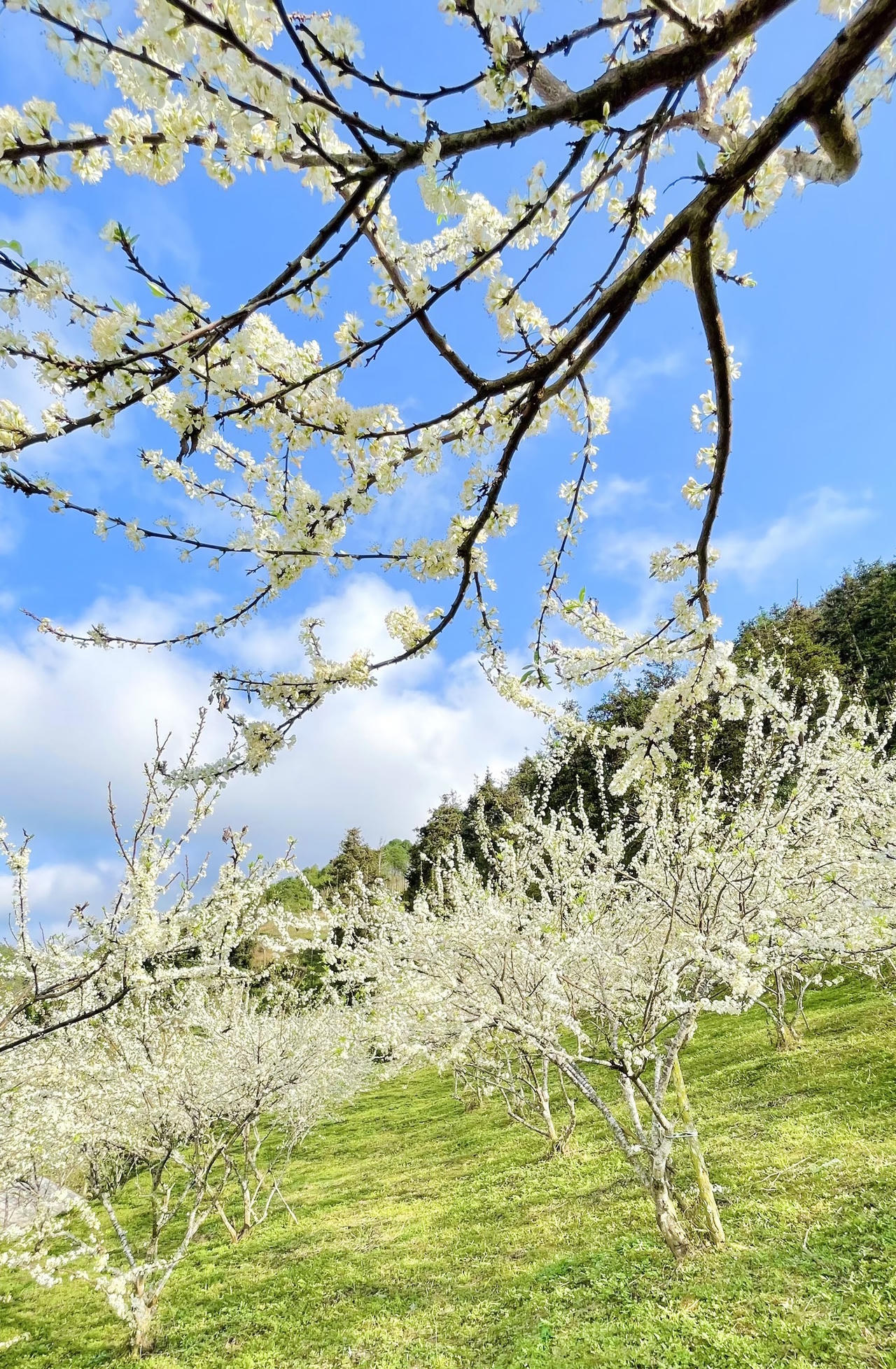 Hoa mận trên cao nguyên Bắc Hà: Đẹp đến nao lòng!