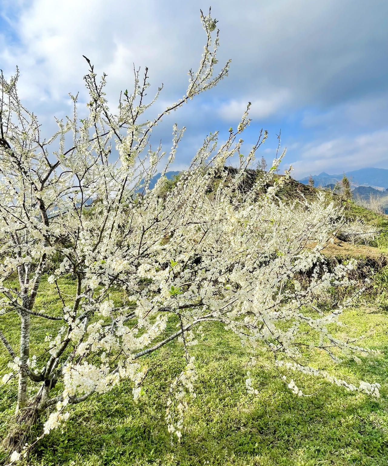 Hoa mận trên cao nguyên Bắc Hà: Đẹp đến nao lòng!