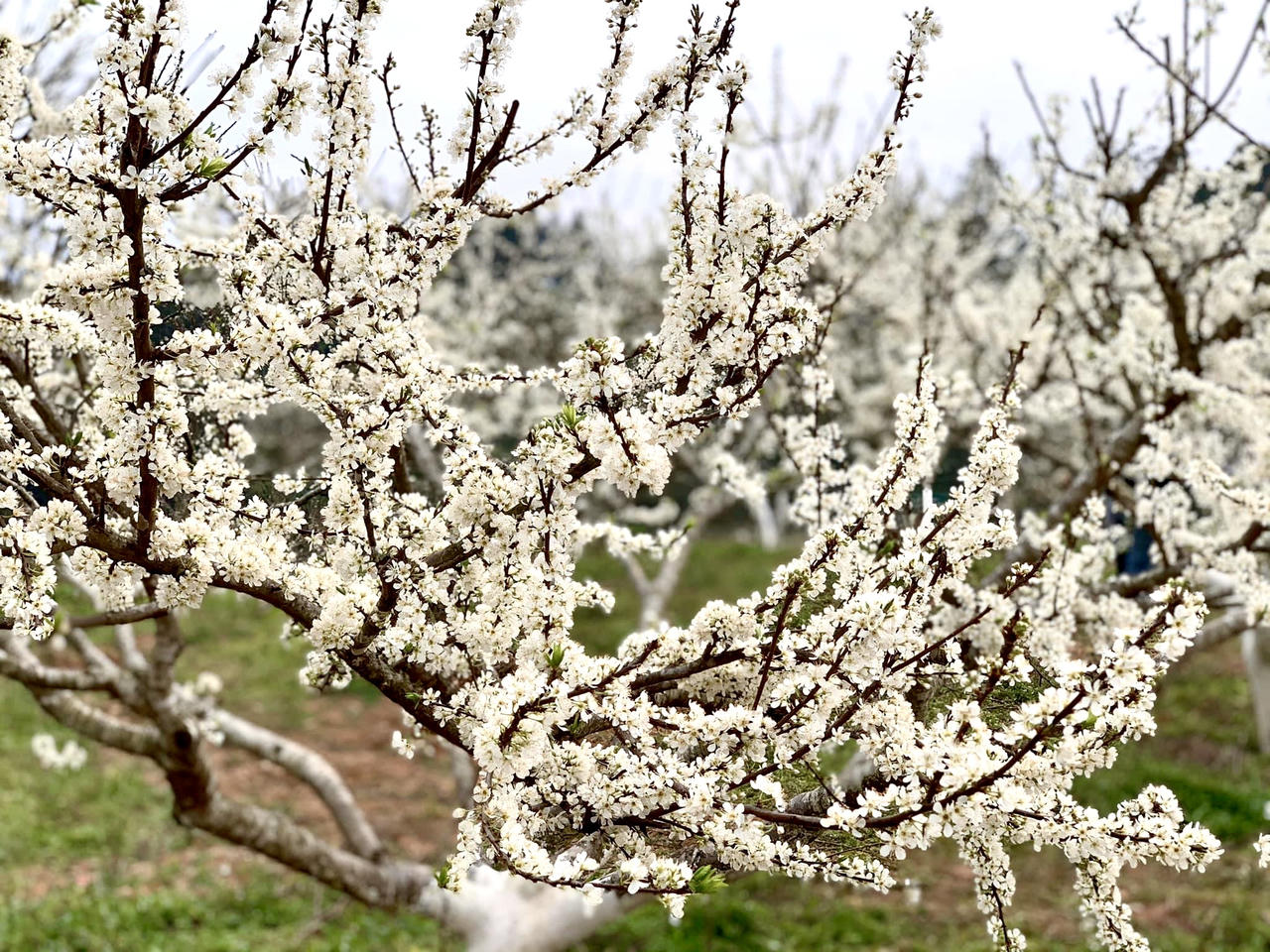 Hoa mận trên cao nguyên Bắc Hà: Đẹp đến nao lòng!