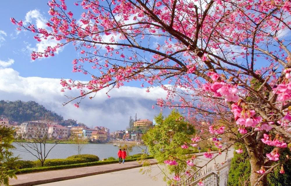 Hoa anh đào khoe sắc rực rỡ bên bờ hồ Sa Pa