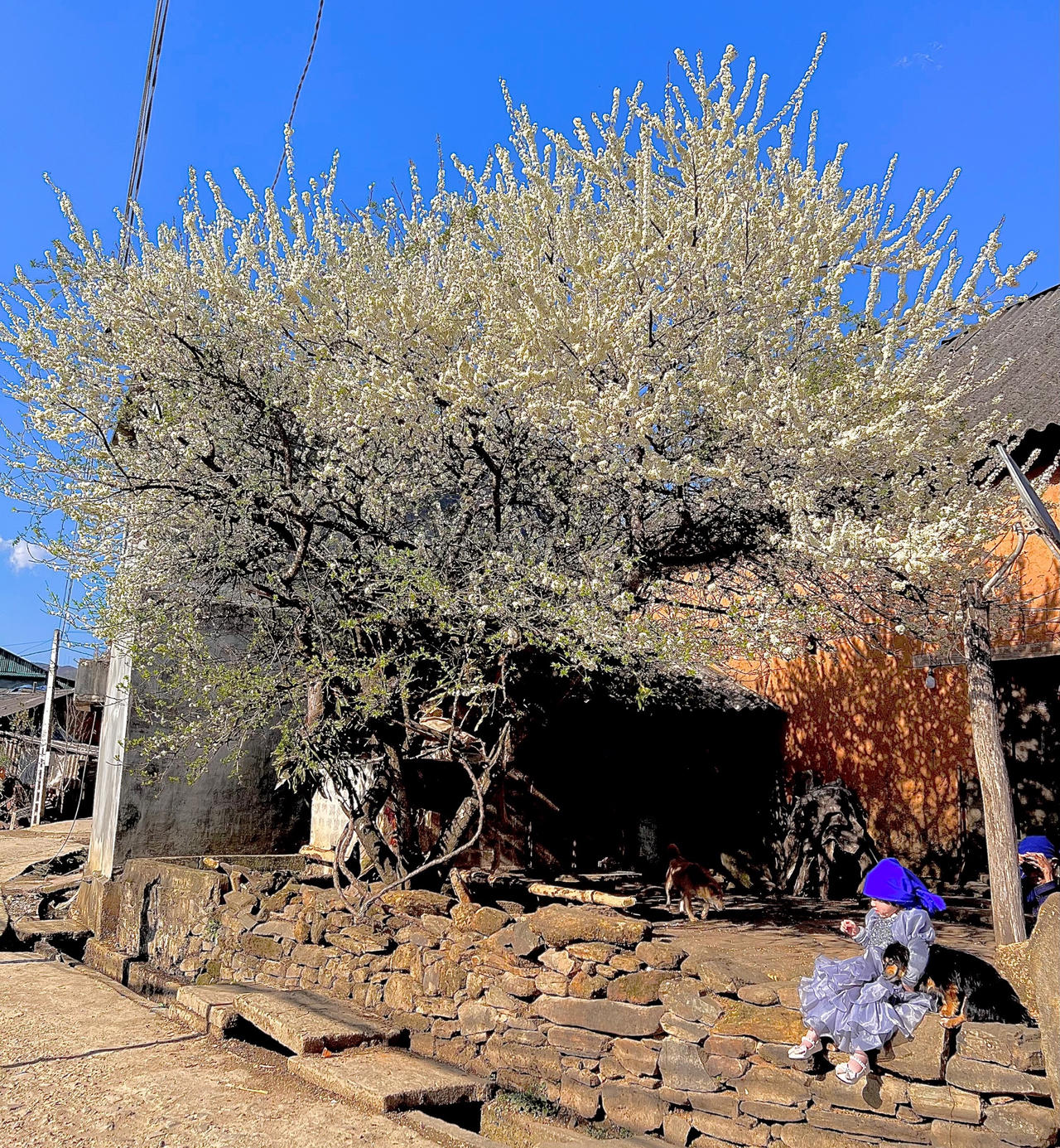 Y Tý bừng sáng sau mùa đông!