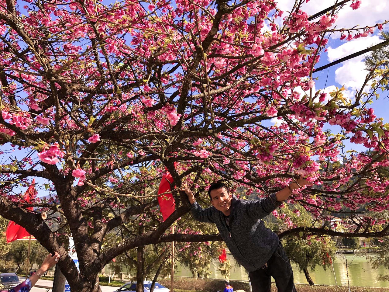 Hoa anh đào khoe sắc rực rỡ bên bờ hồ Sa Pa