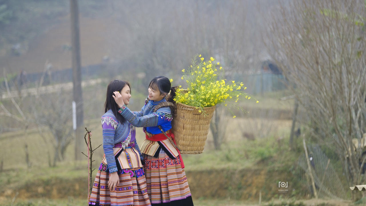 Hoa mận trên cao nguyên Bắc Hà: Đẹp đến nao lòng!