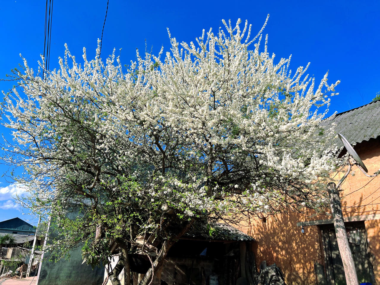 Y Tý bừng sáng sau mùa đông!