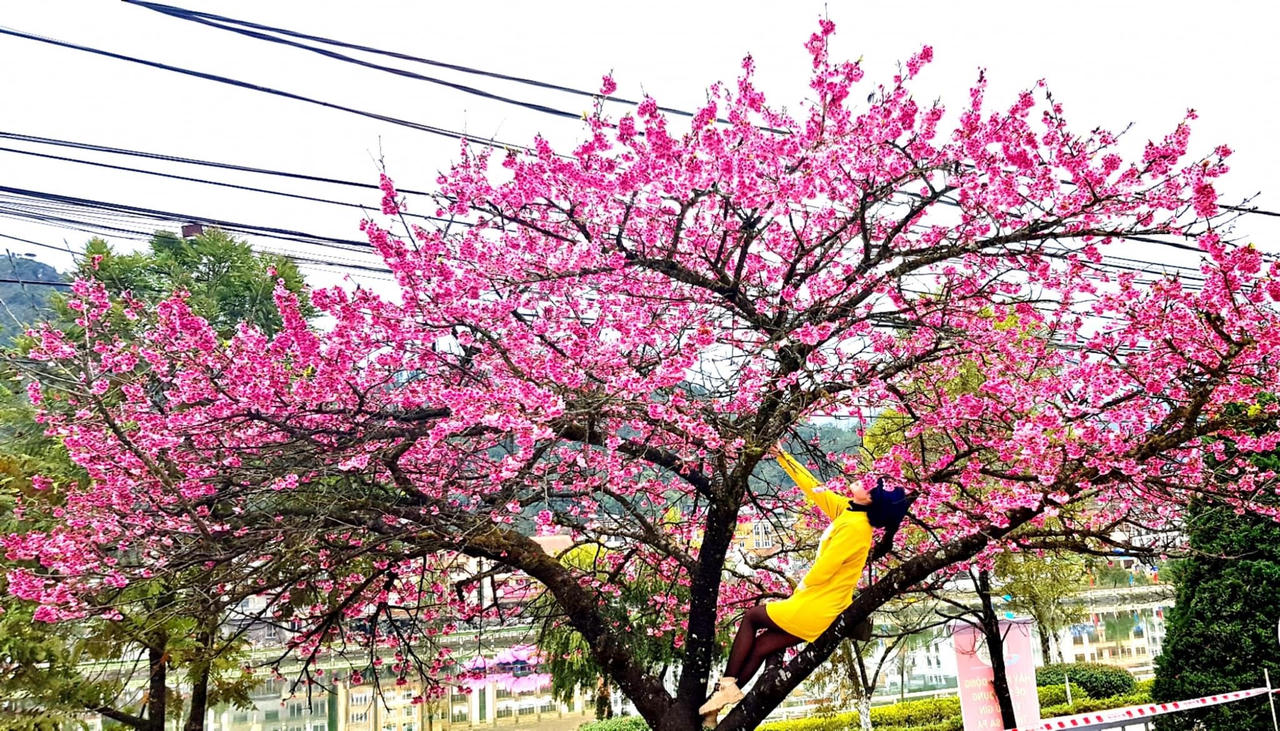 Hoa anh đào khoe sắc rực rỡ bên bờ hồ Sa Pa