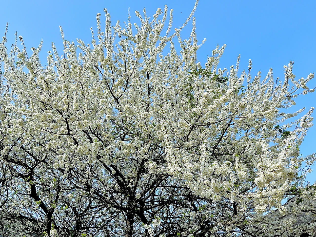 Y Tý bừng sáng sau mùa đông!