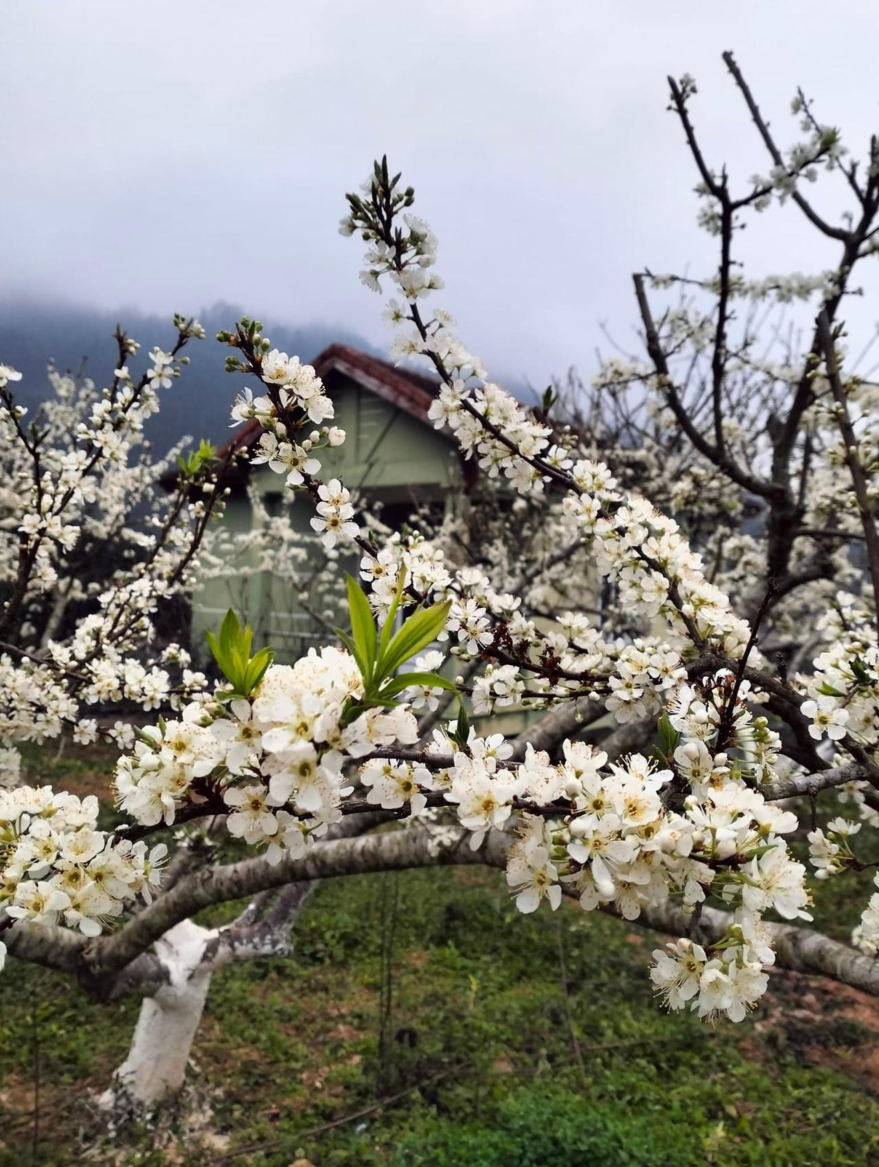 Hoa mận trên cao nguyên Bắc Hà: Đẹp đến nao lòng!