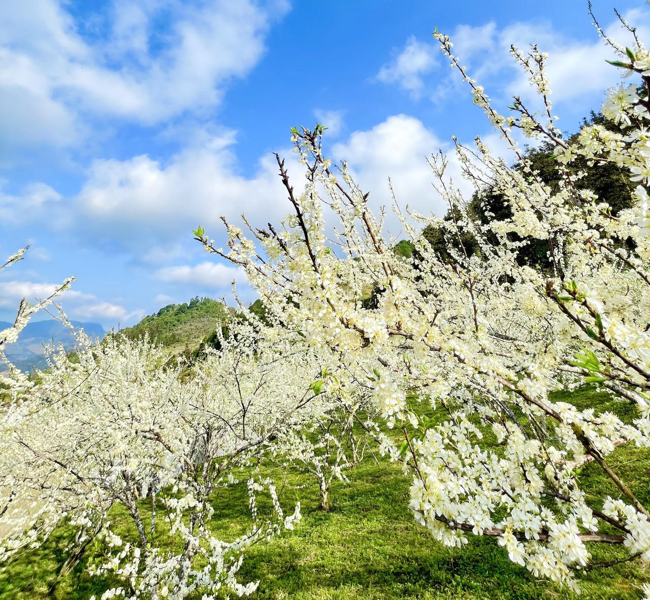 Hoa mận trên cao nguyên Bắc Hà: Đẹp đến nao lòng!