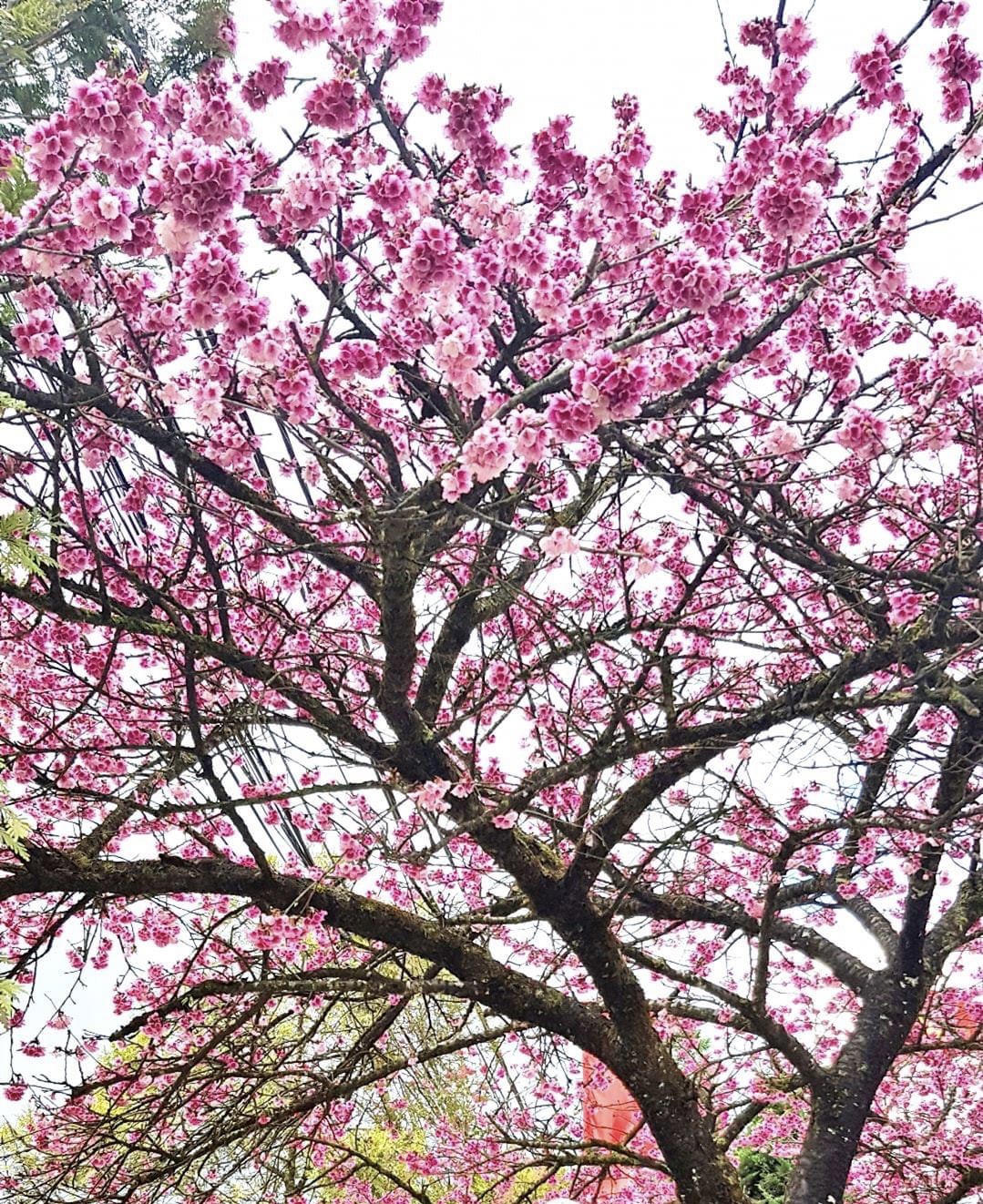 Hoa anh đào khoe sắc rực rỡ bên bờ hồ Sa Pa