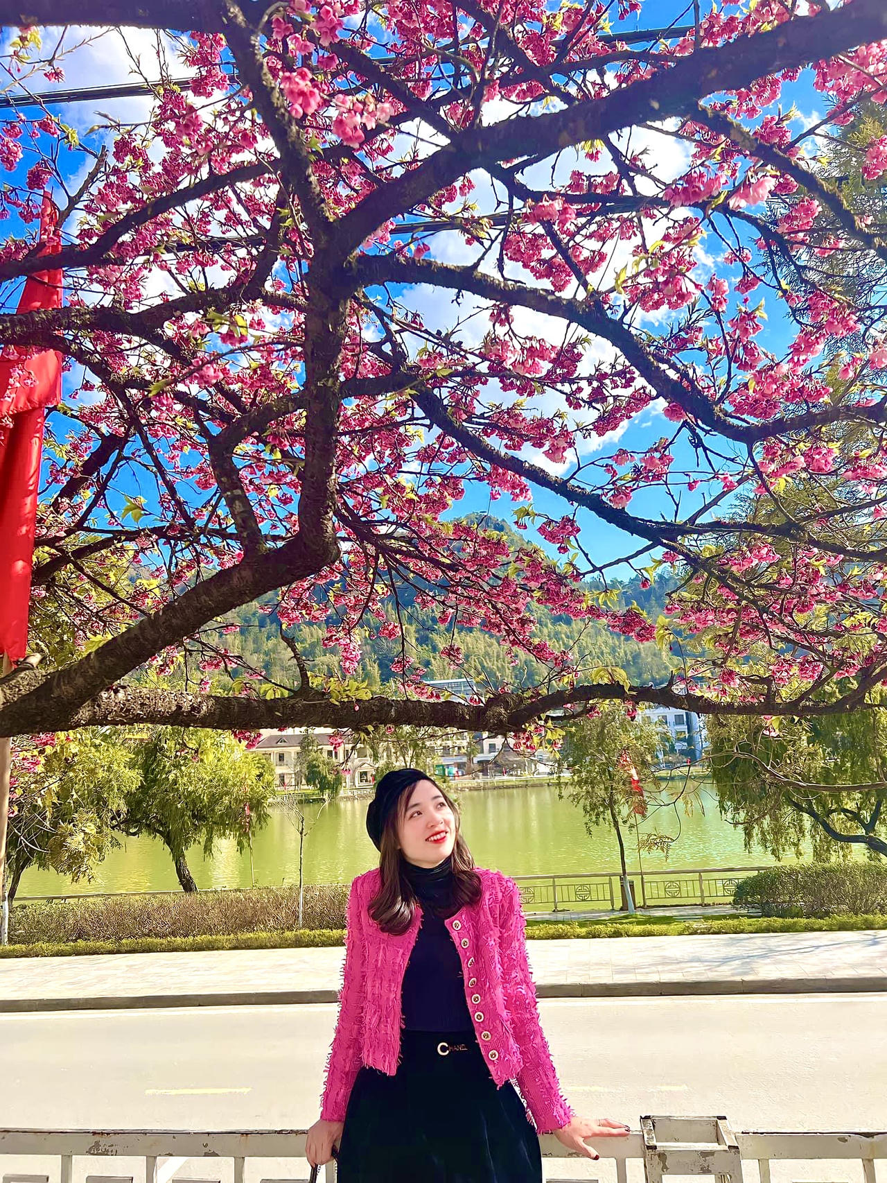 Hoa anh đào khoe sắc rực rỡ bên bờ hồ Sa Pa