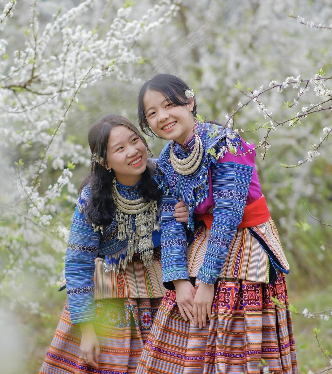 Hoa mận trên cao nguyên Bắc Hà: Đẹp đến nao lòng!