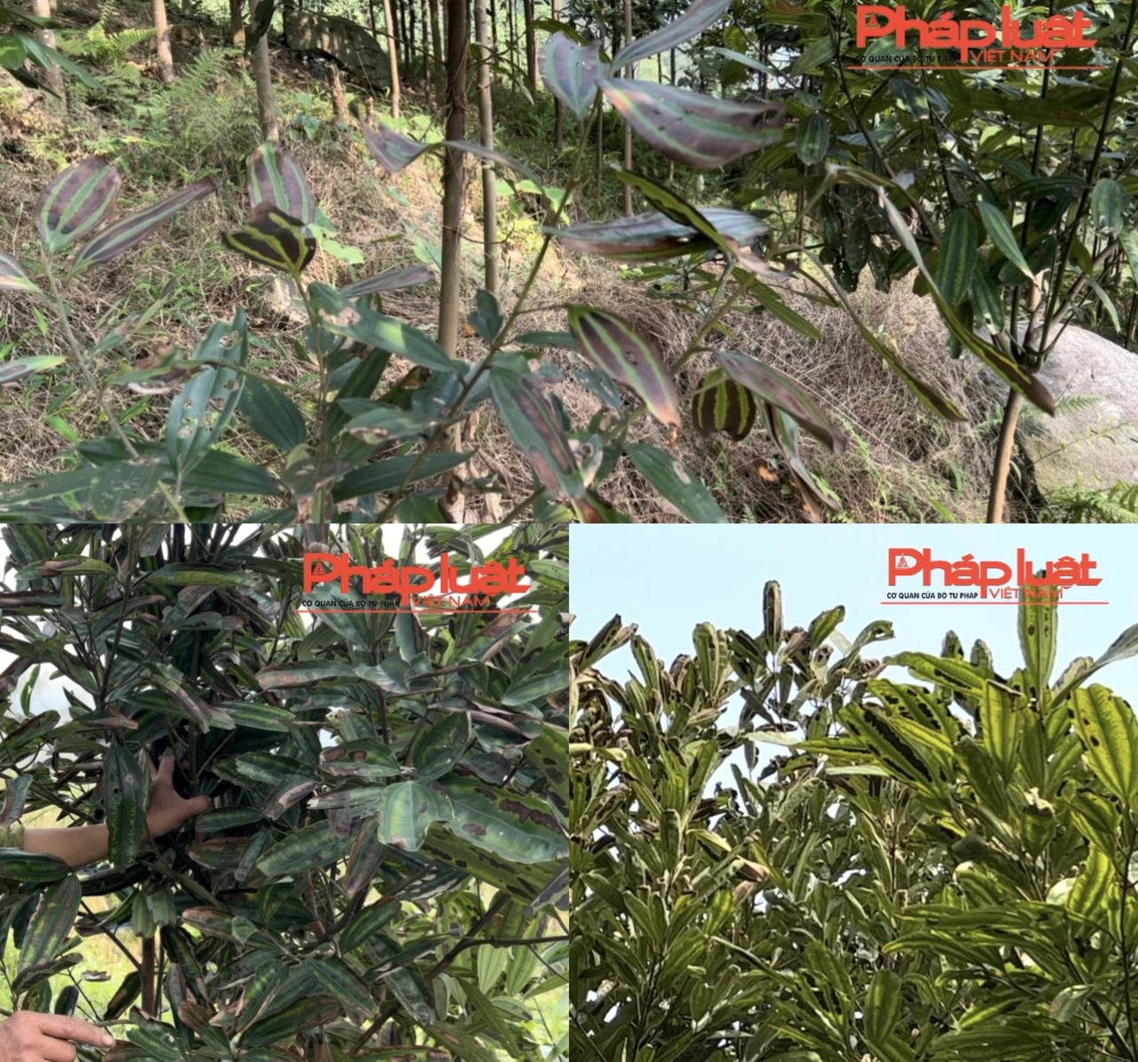 Vụ cây quế bị cháy lá ở Bảo Thắng: Đã xác định được nguyên nhân ban đầu