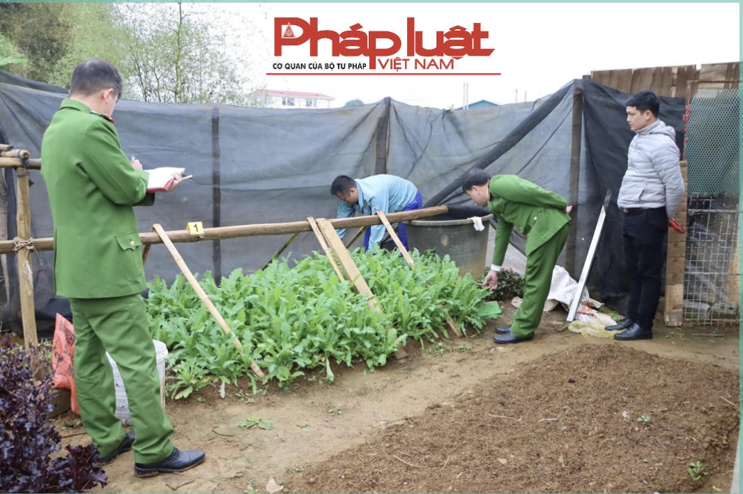 Thu giữ hàng nghìn cây thuốc phiện được trồng tại Lai Châu