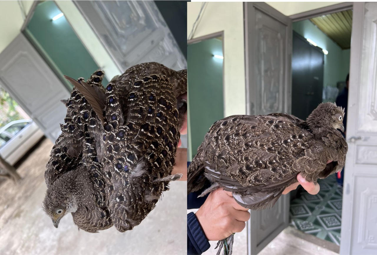 Bắt giữ đối tượng mua bán động vật hoang dã quý hiếm