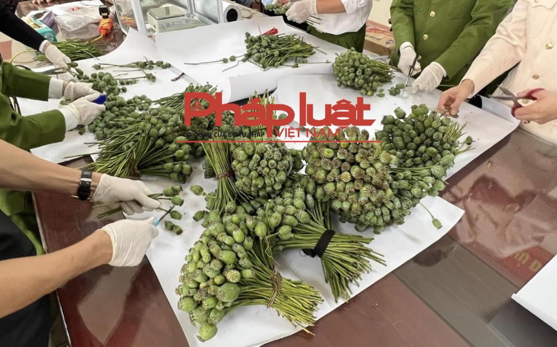  Bắt giữ 4 đối tượng mua bán trái phép gần 80kg cành và quả cây thuốc phiện