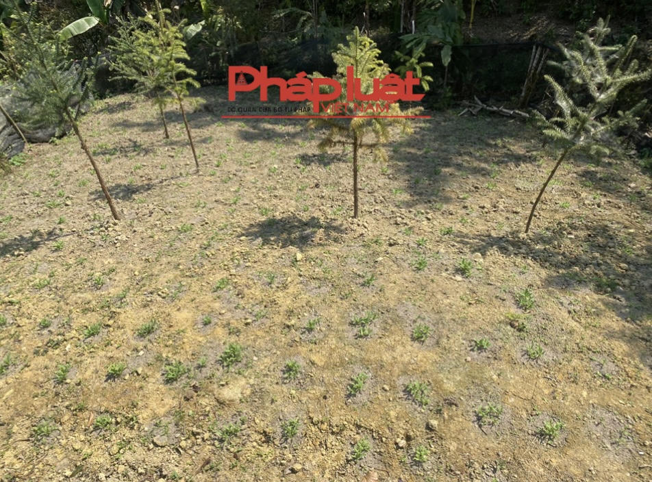 Trồng gần 2.000 cây thuốc phiện trong vườn nhà 