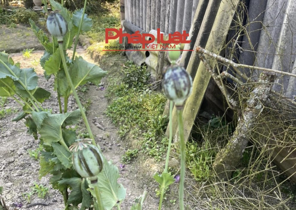 Trồng gần 2.000 cây thuốc phiện trong vườn nhà 