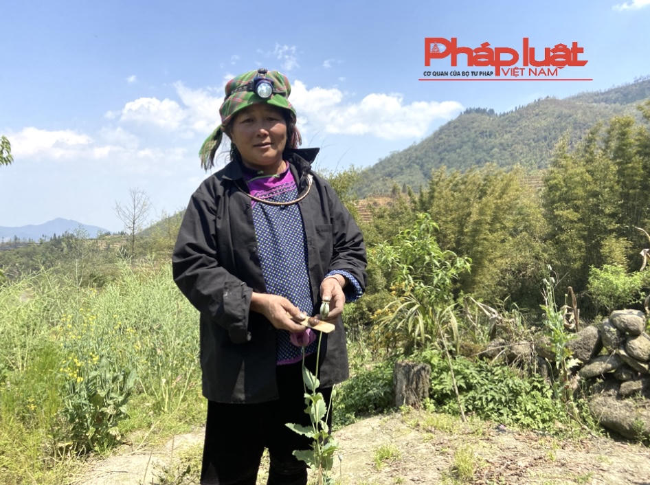 Trồng gần 2.000 cây thuốc phiện trong vườn nhà 