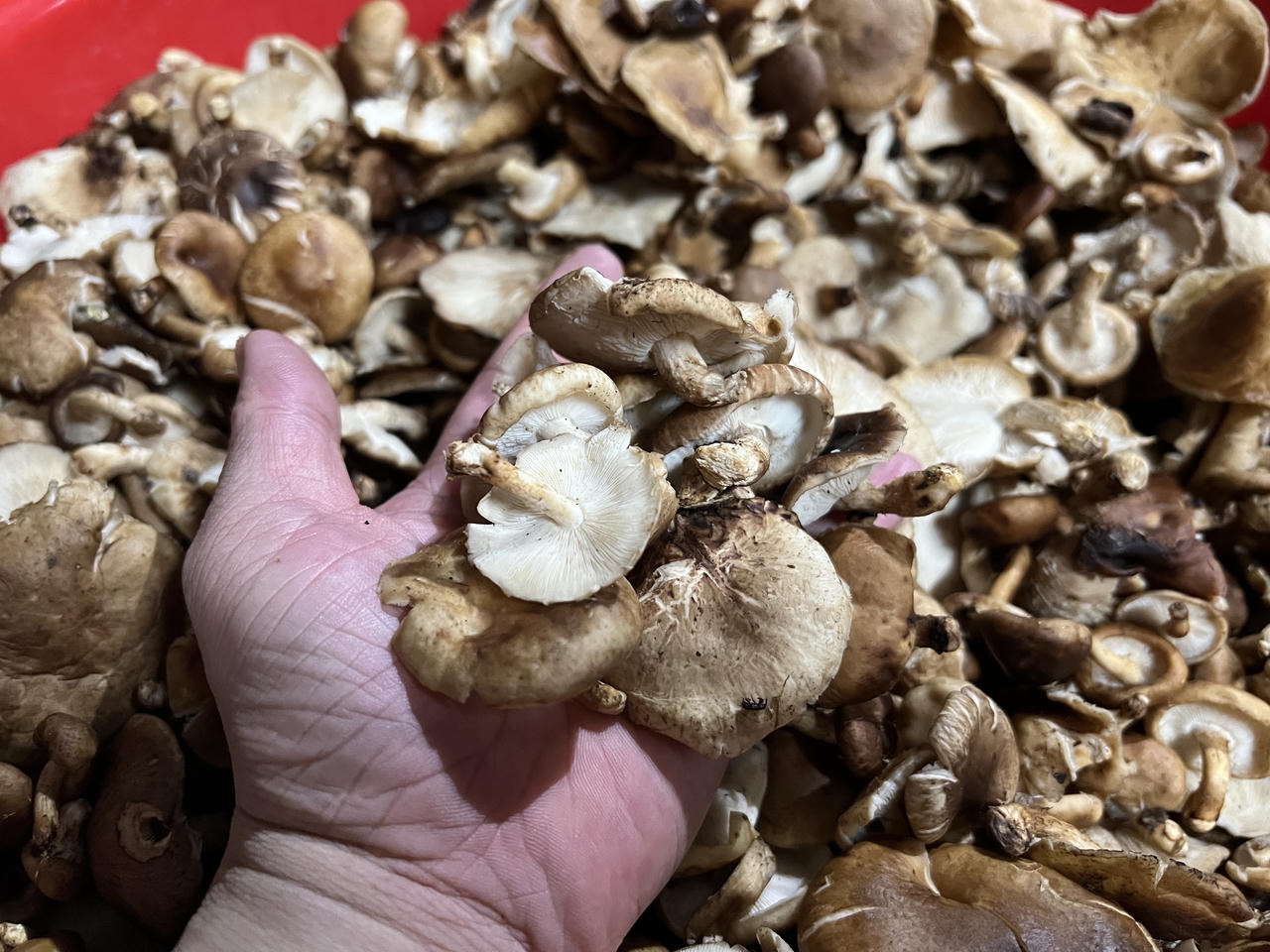 Lên vùng cao Y Tý thưởng thức nấm hương rừng