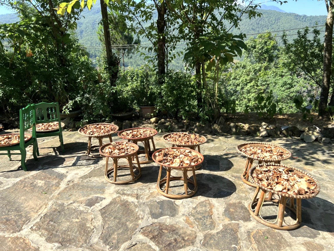 Lên vùng cao Y Tý thưởng thức nấm hương rừng