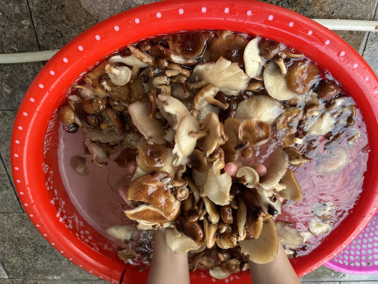 Lên vùng cao Y Tý thưởng thức nấm hương rừng