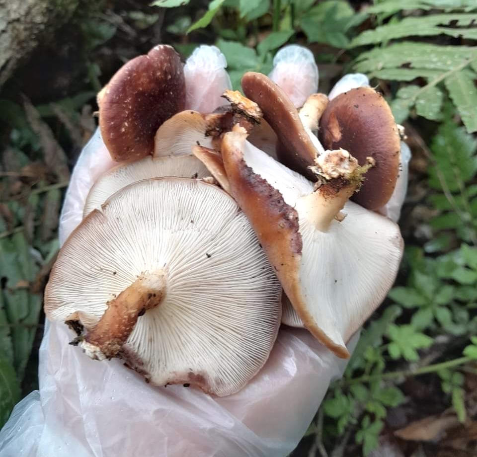 Lên vùng cao Y Tý thưởng thức nấm hương rừng