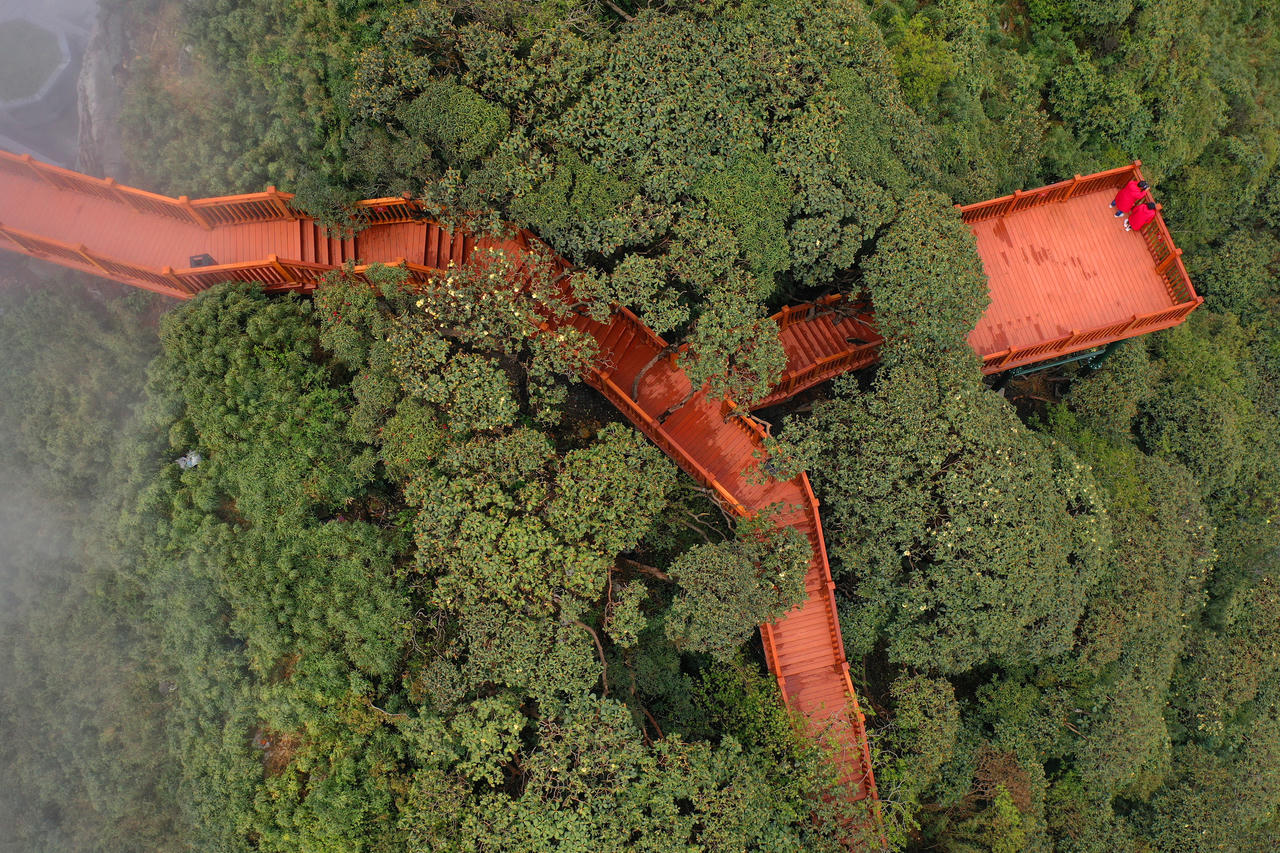 Khánh thành con đường dạo ngắm hoa đỗ quyên đầu tiên ở Việt Nam