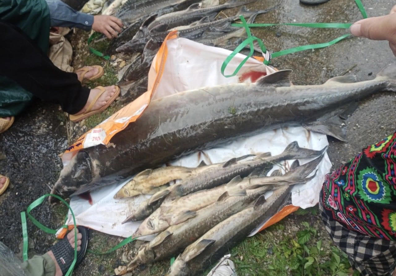 Mưa lũ cuốn trôi hơn 30 tấn cá hồi tại huyện Tam Đường