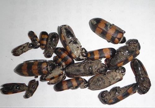 Cảnh báo về loài sâu cực độc, người khỏe mạnh ăn 2-3 con có thể tử vong