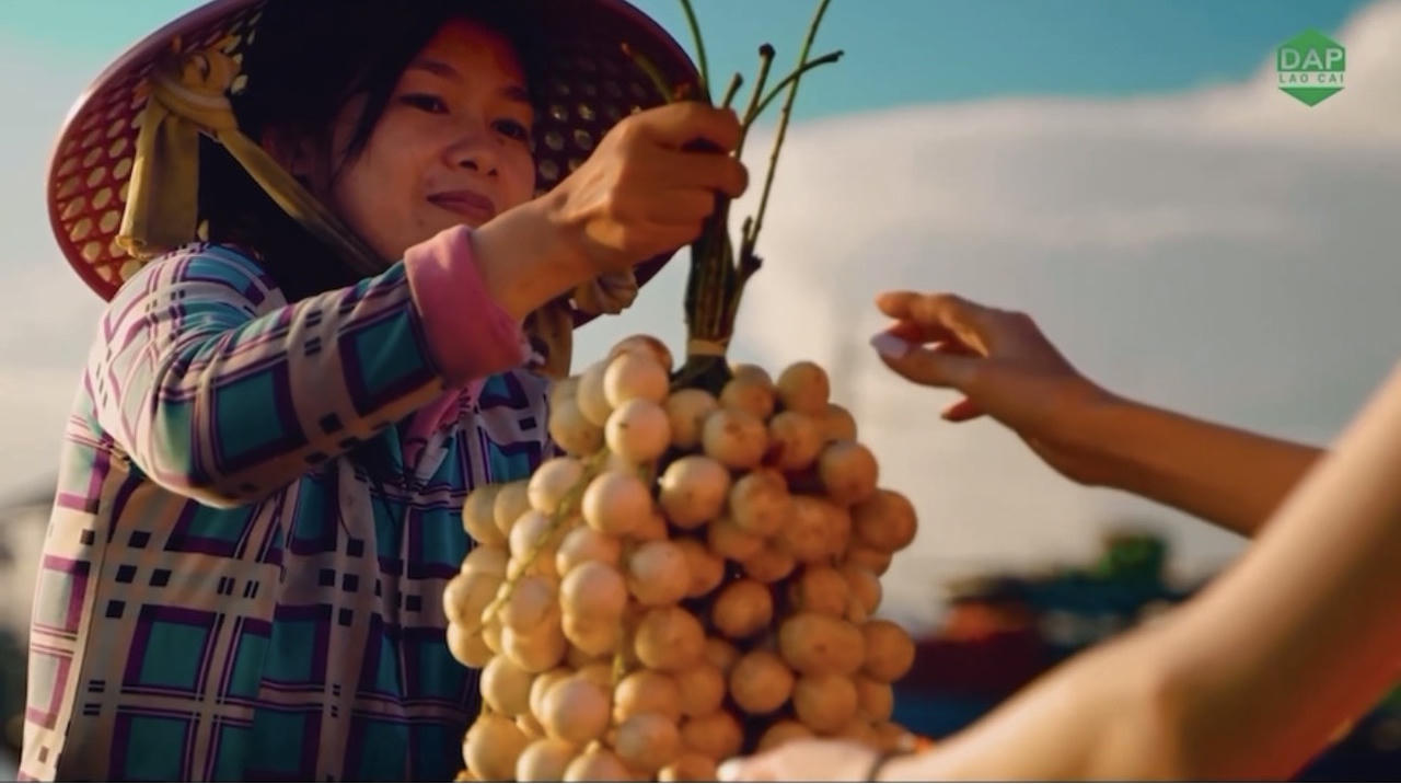 “DAP LÀO CAI - Thịnh vượng cùng nhà nông
