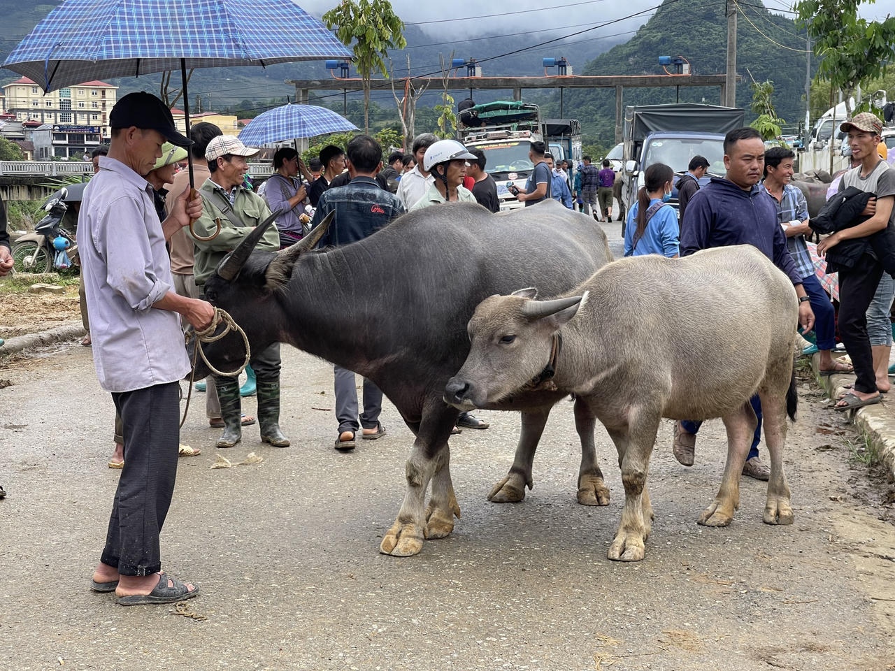 "Sàn giao dịch trâu bò" lớn nhất Tây Bắc