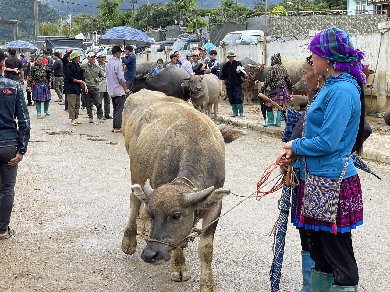 "Sàn giao dịch trâu bò" lớn nhất Tây Bắc