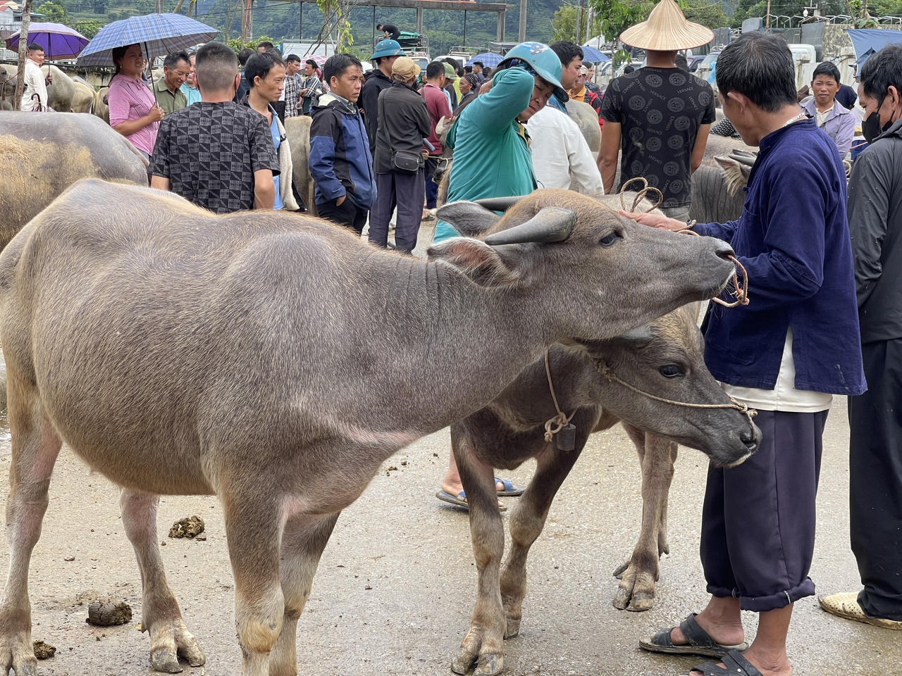 "Sàn giao dịch trâu bò" lớn nhất Tây Bắc