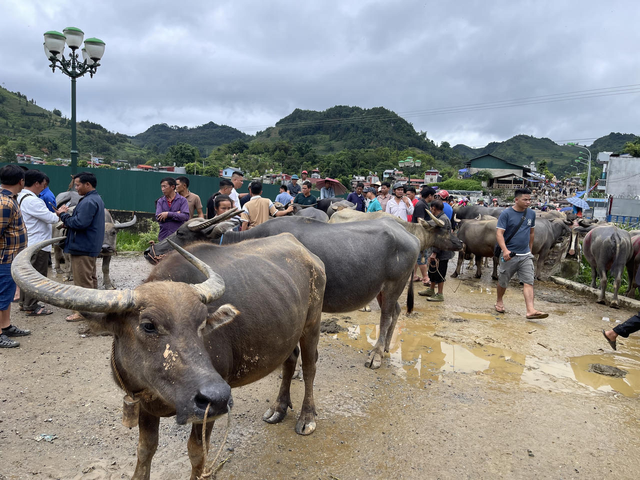 "Sàn giao dịch trâu bò" lớn nhất Tây Bắc