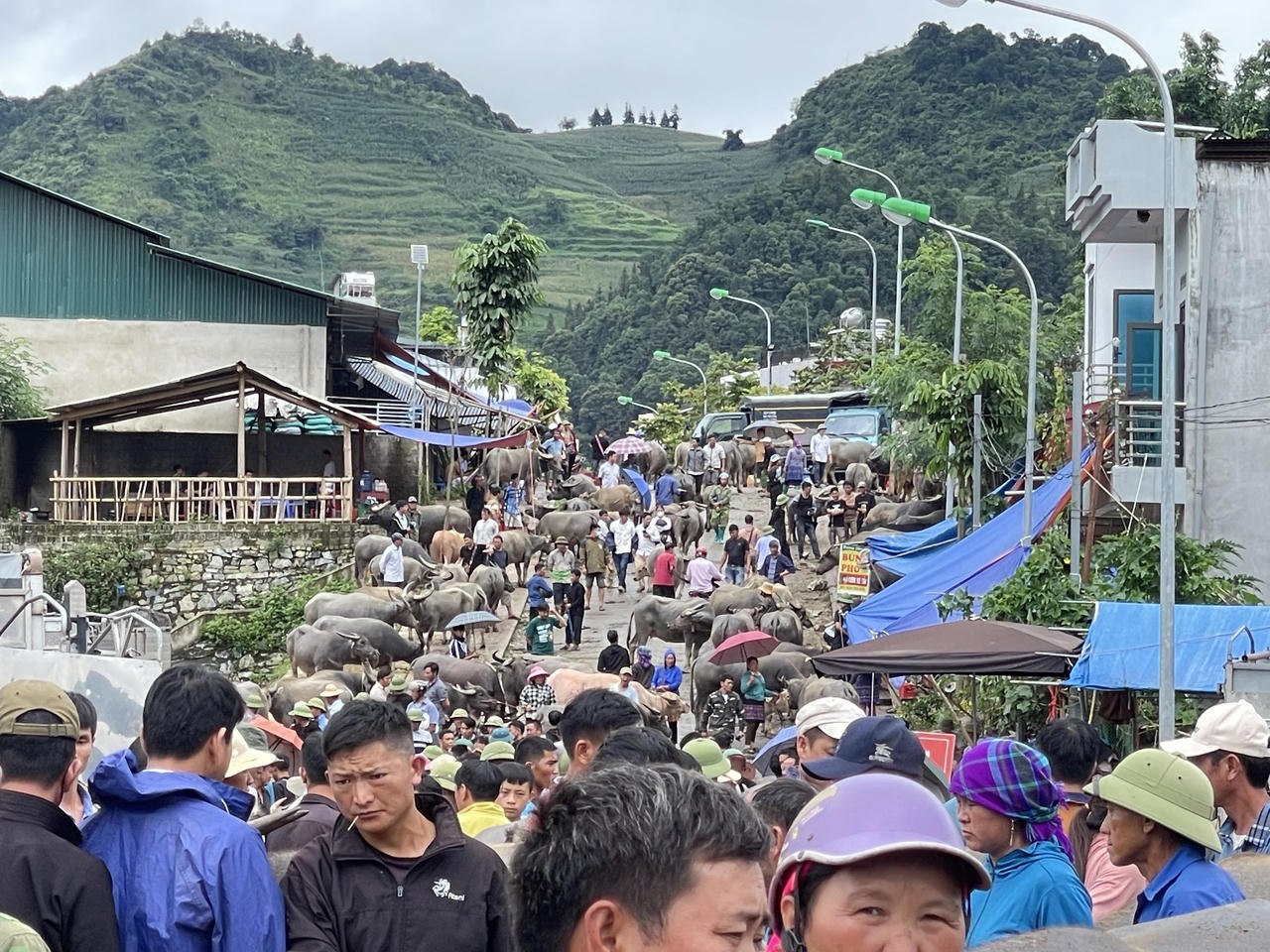 "Sàn giao dịch trâu bò" lớn nhất Tây Bắc