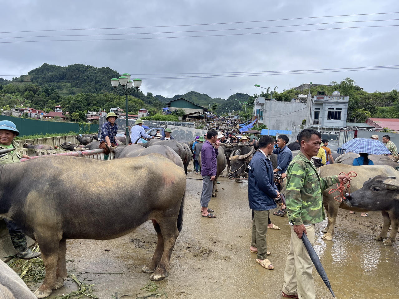 "Sàn giao dịch trâu bò" lớn nhất Tây Bắc