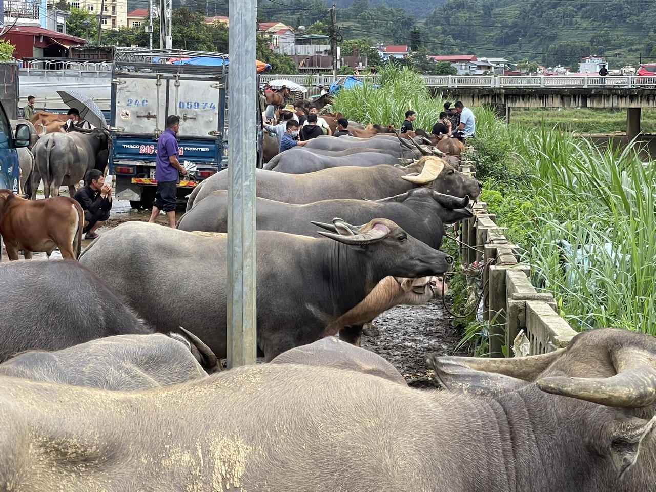 "Sàn giao dịch trâu bò" lớn nhất Tây Bắc