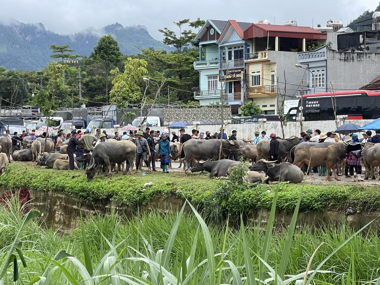 "Sàn giao dịch trâu bò" lớn nhất Tây Bắc