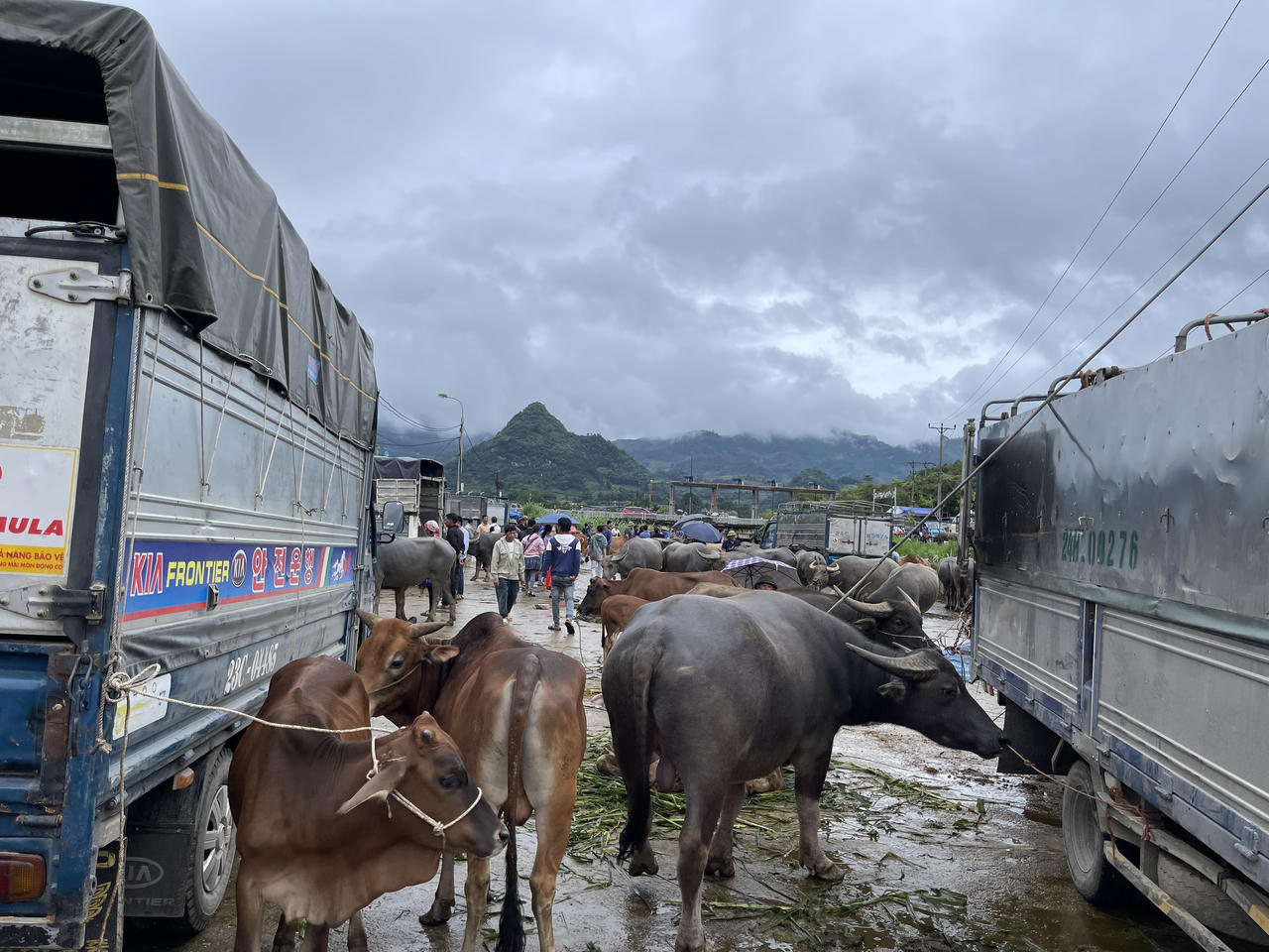 "Sàn giao dịch trâu bò" lớn nhất Tây Bắc