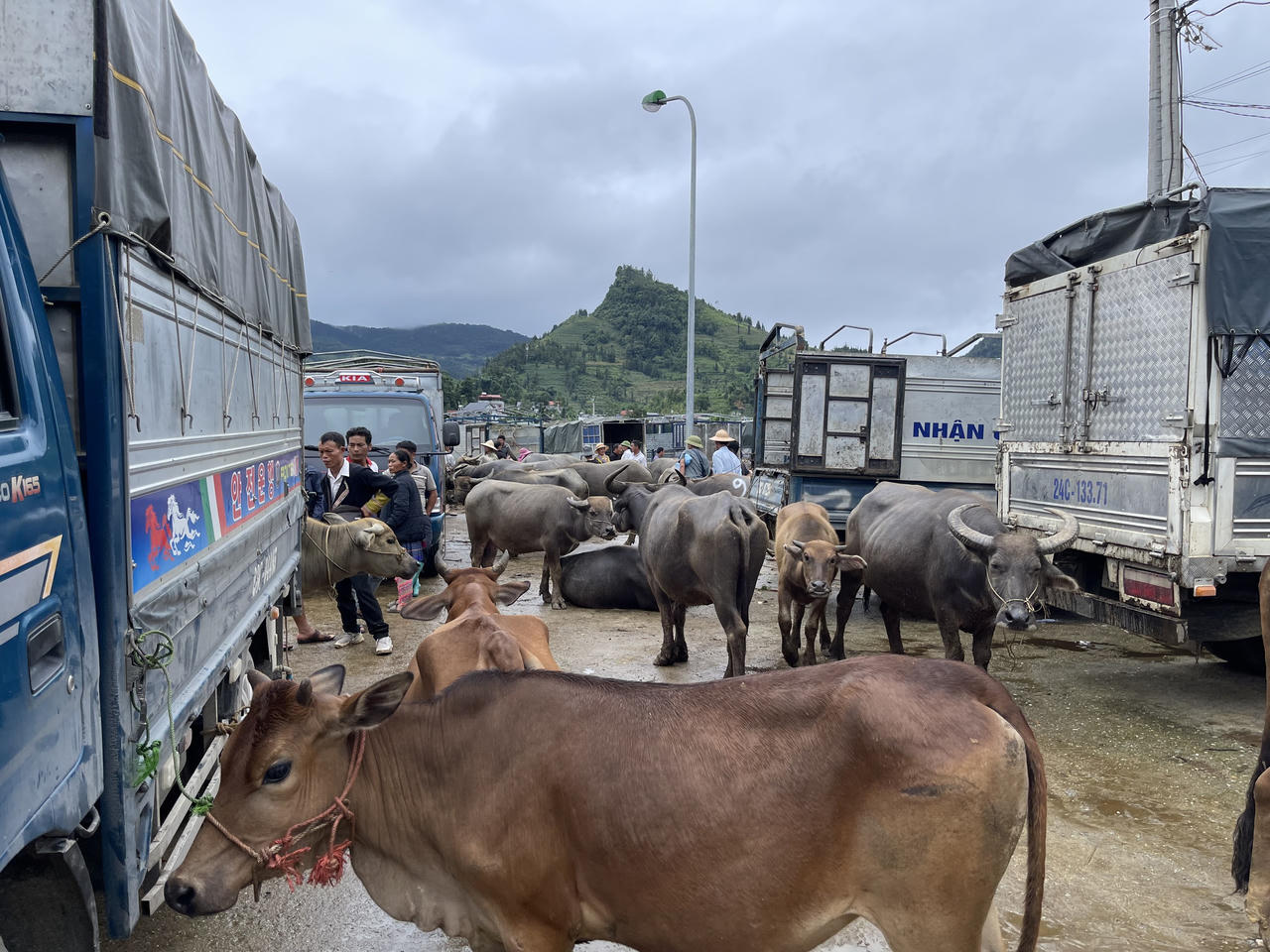 "Sàn giao dịch trâu bò" lớn nhất Tây Bắc