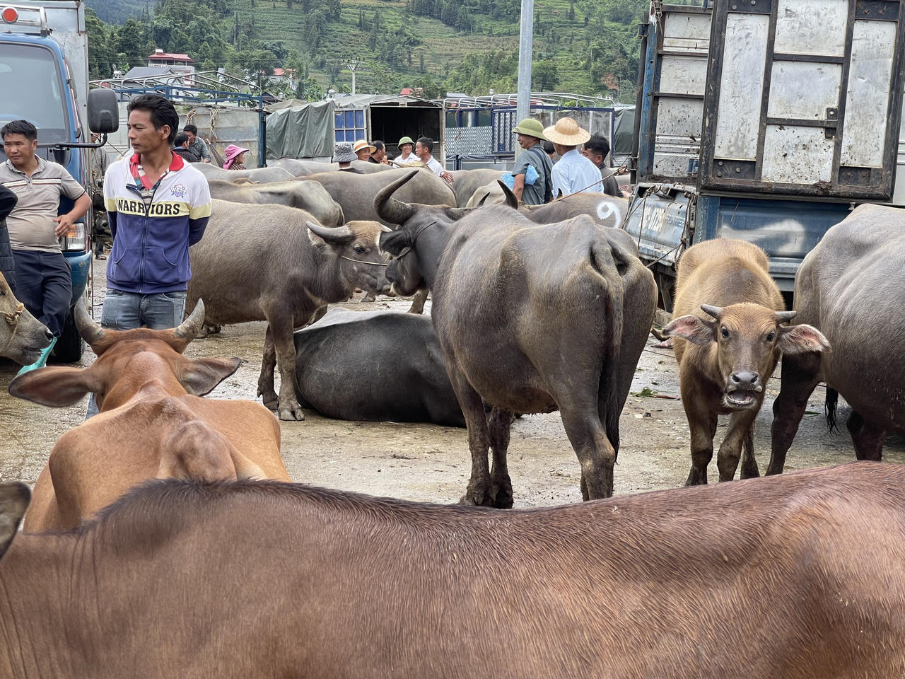 "Sàn giao dịch trâu bò" lớn nhất Tây Bắc