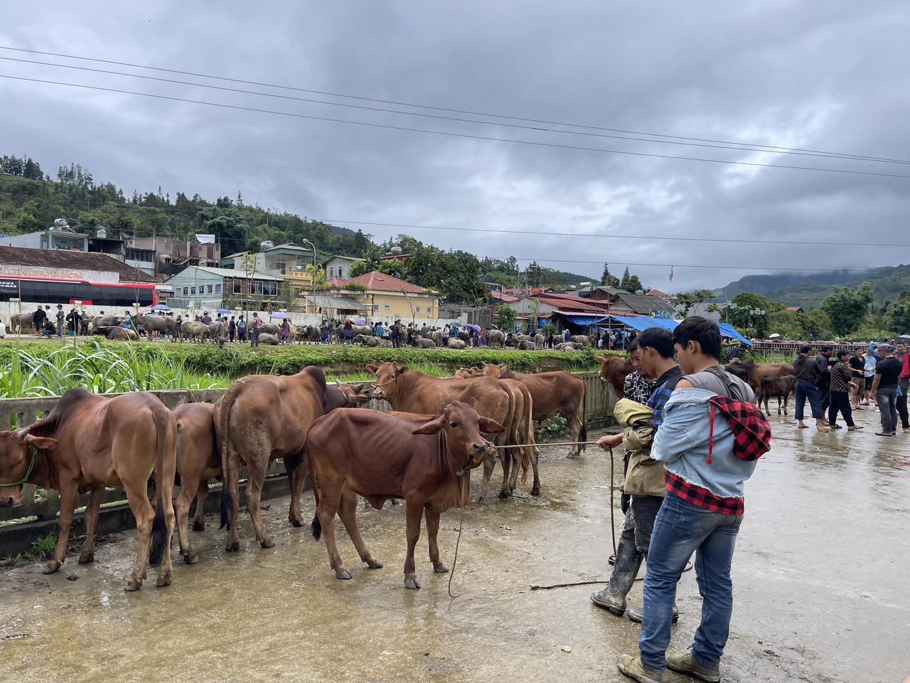 "Sàn giao dịch trâu bò" lớn nhất Tây Bắc