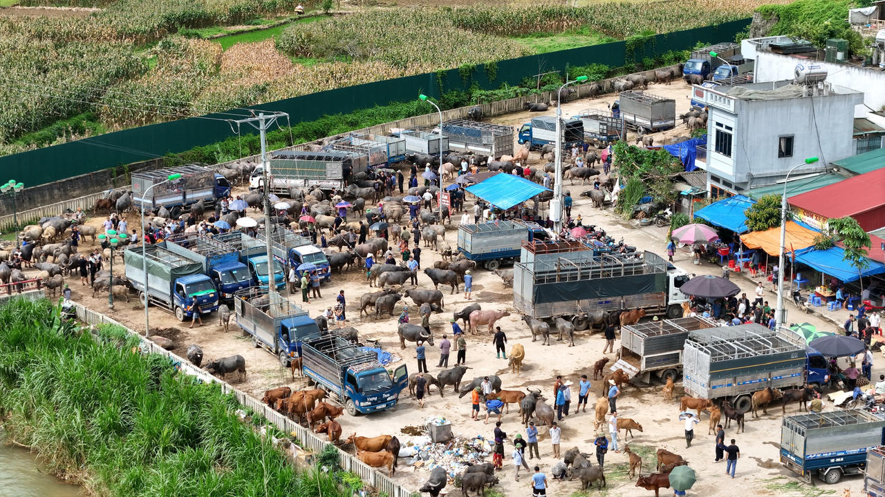 "Sàn giao dịch trâu bò" lớn nhất Tây Bắc