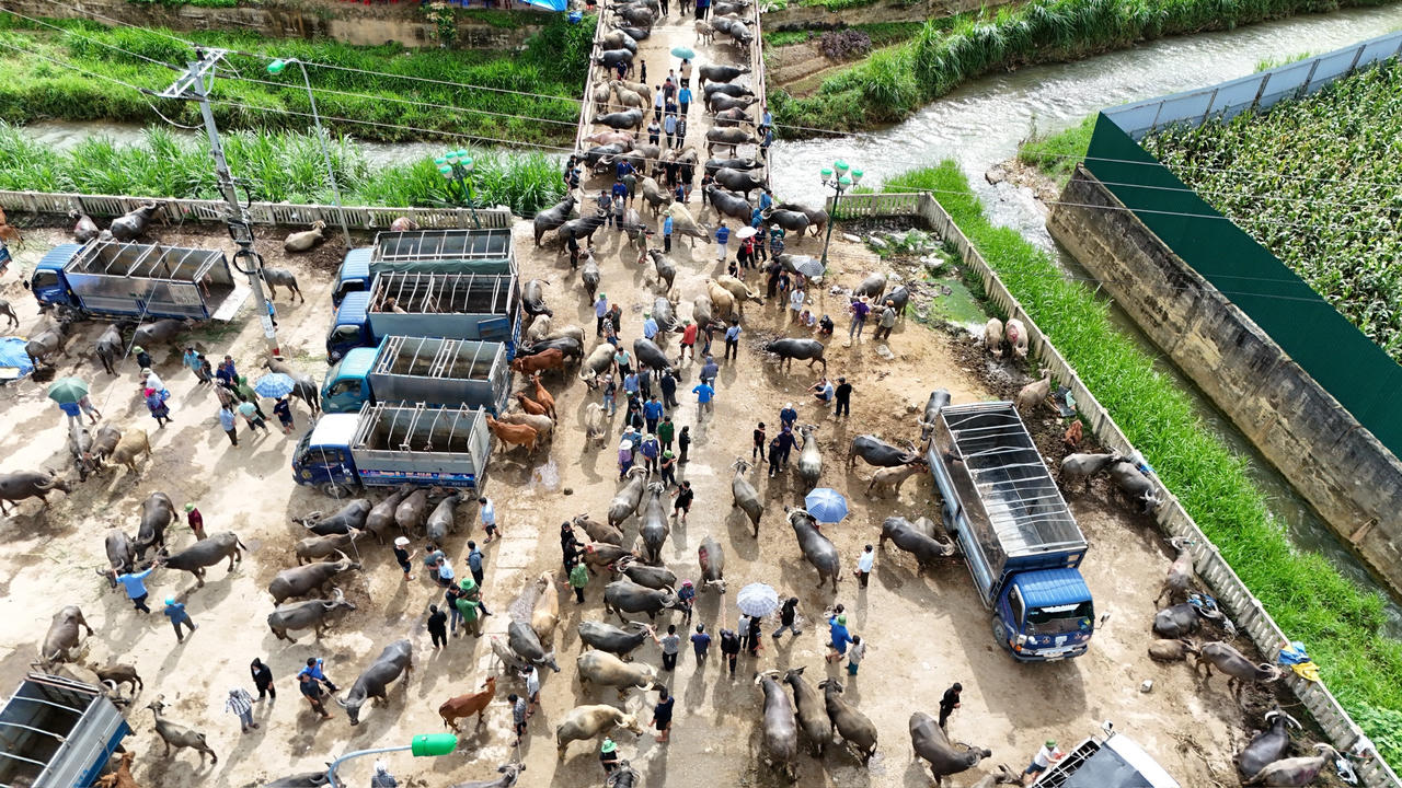 "Sàn giao dịch trâu bò" lớn nhất Tây Bắc