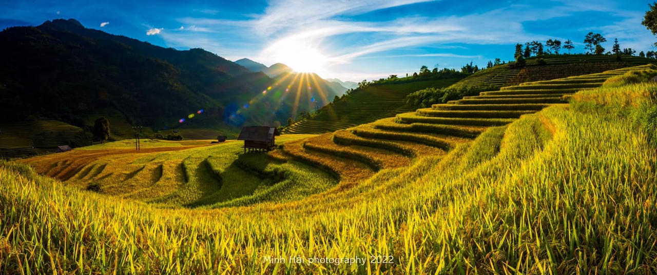 Mùa lúa vàng rực rỡ ở Nậm Cang - Sa Pa