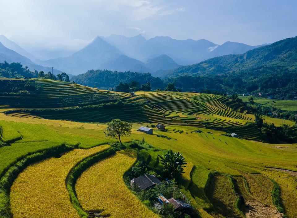 Mùa lúa vàng rực rỡ ở Nậm Cang - Sa Pa