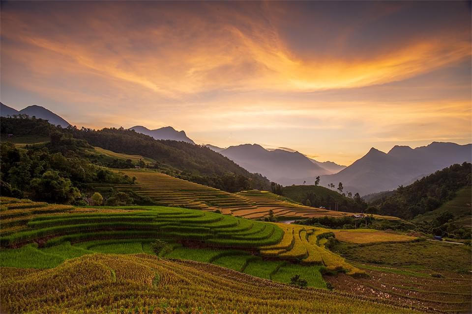 Mùa lúa vàng rực rỡ ở Nậm Cang - Sa Pa