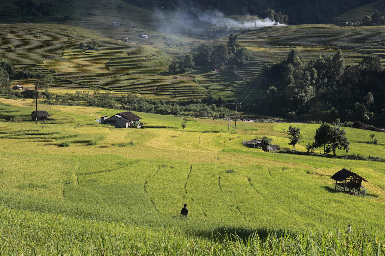 Mùa lúa vàng rực rỡ ở Nậm Cang - Sa Pa