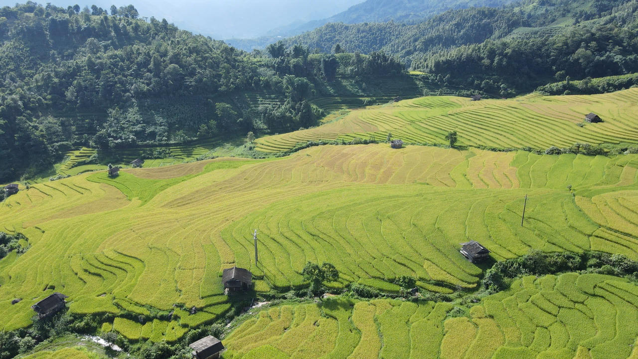 Mùa lúa vàng rực rỡ ở Nậm Cang - Sa Pa